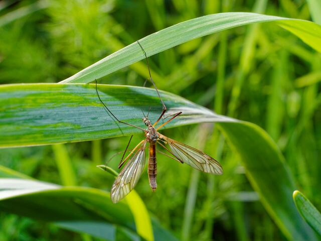 Stechmücke | Foto: Eigenes Bild TB
