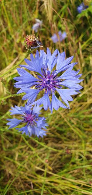 Foto: privat Sibylle Tröber