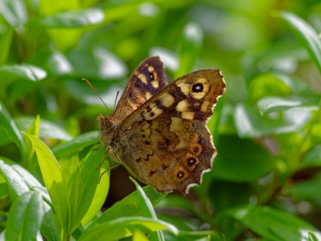 Waldbrettspiel | Foto: Eigenes Bild TB