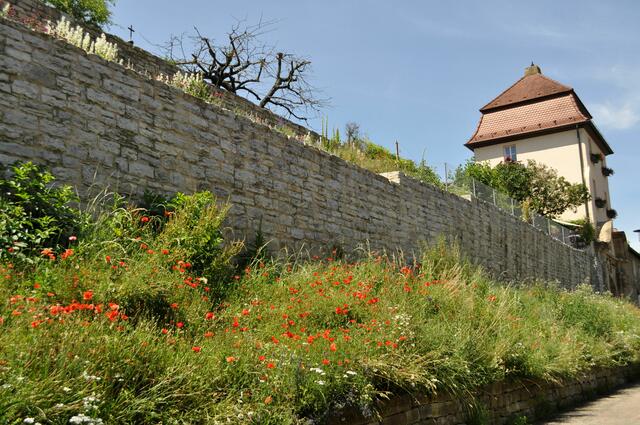 Die Stadtmauer hat eine Länge von ca. 90 m und eine unglaubliche Tiefe von ca. 15 m. Es gibt eine Außen- und eine Innenschale. Vor dem Wall lag ein ca. 12 m breiter und 6-7 m tiefer Graben. Bemerkenswert: Zwei komplette Wohngebäude sind in den Zwischenraum zwischen den beiden Mauerschalen eingebaut, auf dem Wall liegen große Gärten der Anwohner. | Foto: Daniela Somers