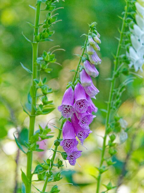 Foto: Eigenes Bild TB