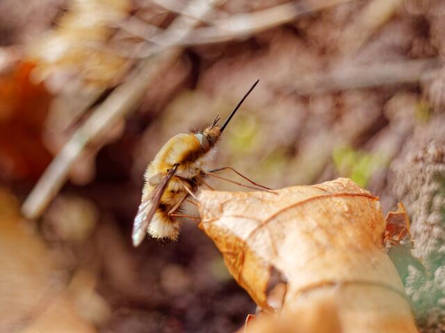 Wollschweber | Foto: Eigenes Bild TB