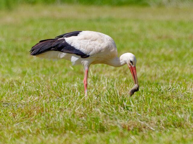 Weißstorch mit Jagderfolg | Foto: Eigenes Bild TB
