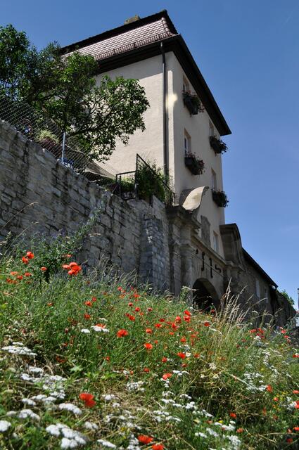 Entlang der alten Stadtmauer wachsen viele Wildblumen. Um 1480 ließ Graf Eberhardt im Bart die Stadt durch einen riesigen Wall (auch „Schütte“ genannt) befestigen.  | Foto: Daniela Somers