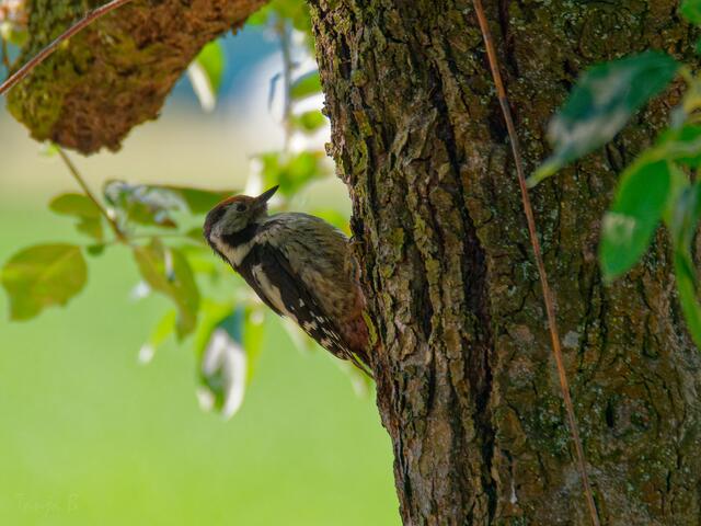 Buntspecht | Foto: Eigenes Bild TB