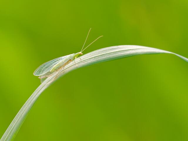 Florfliege | Foto: Eigenes Bild TB