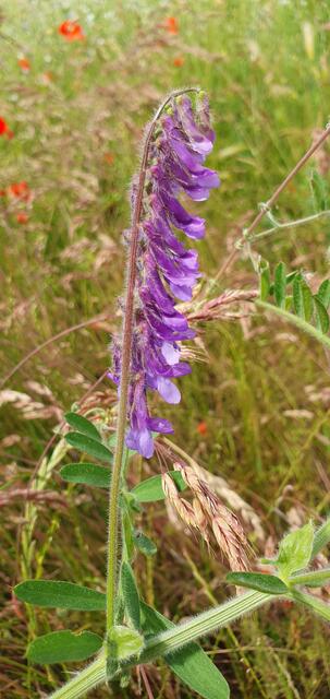 Foto: privat Sibylle Tröber