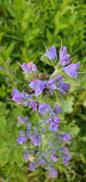 Foto: privat Sibylle Tröber