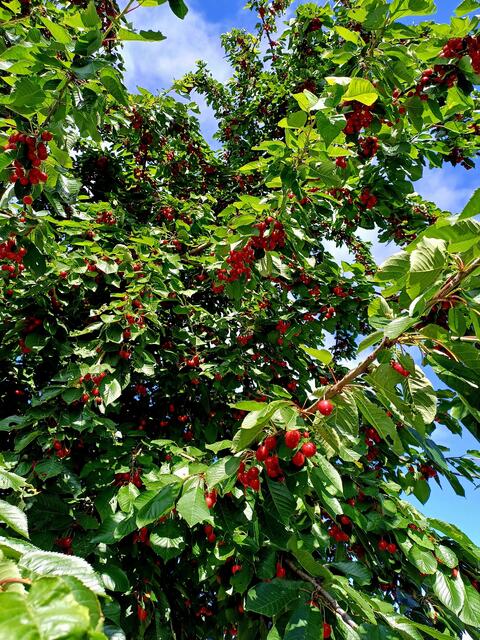 Foto: privat Monika Brunnhuber und Sibylle Tröber