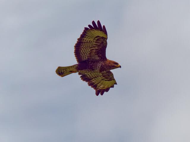 Bussard  | Foto: Eigenes Bild TB