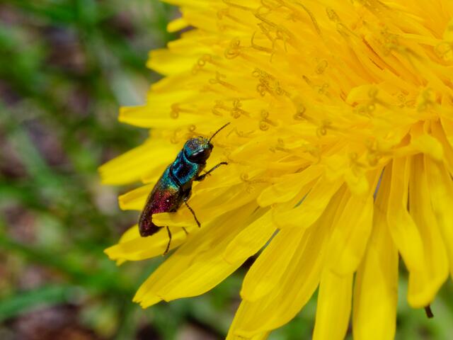 Kirschprachtkäfer | Foto: Eigenes Bild TB