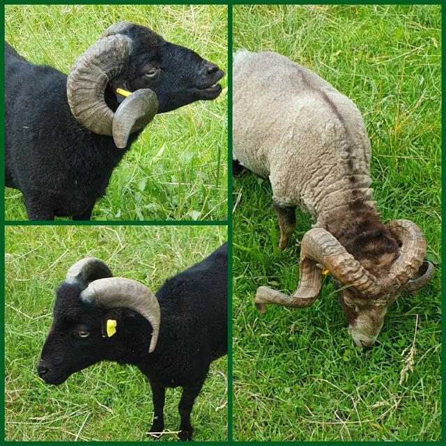 Foto: privat Sibylle Tröber