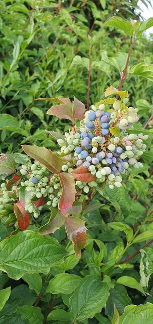Foto: privat Sibylle Tröber