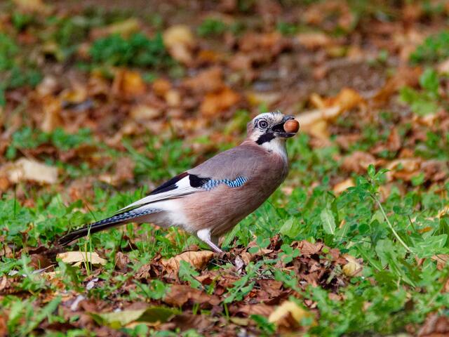 Eichelhäher  | Foto: Eigenes Bild TB