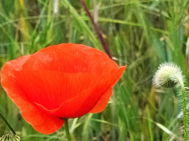 Hin und wieder sind auch Mohnblüten in den Feldern zu sehen.  | Foto: sigischlottke