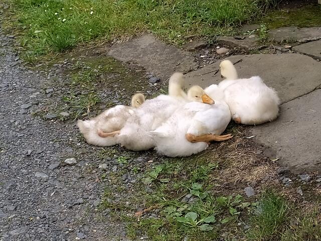 Im Ort sehen wir die jungen Gänschen, die so flauschig sind und sich entspannt aneinander kuscheln.  | Foto: sigischlottke