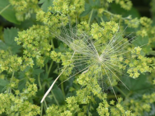 Einzelne Schirmchen auf dem Frauenmantel | Foto: sigischlottke