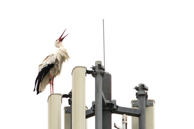 Da klappert der Storch | Foto: Helga Rosenberger
