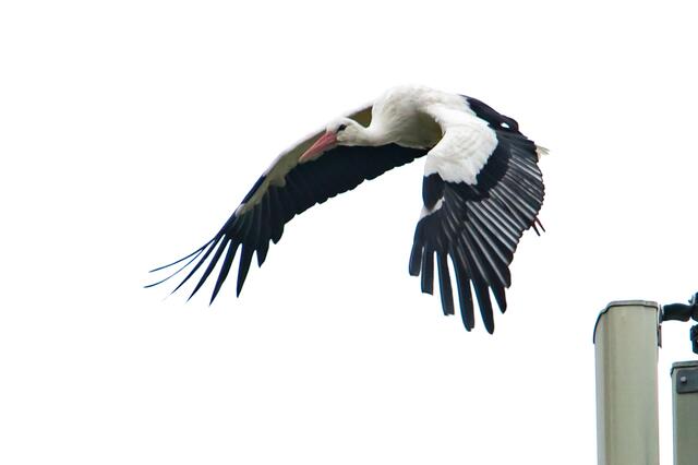 Weißstorch beim Abflug  | Foto: Helga Rosenberger