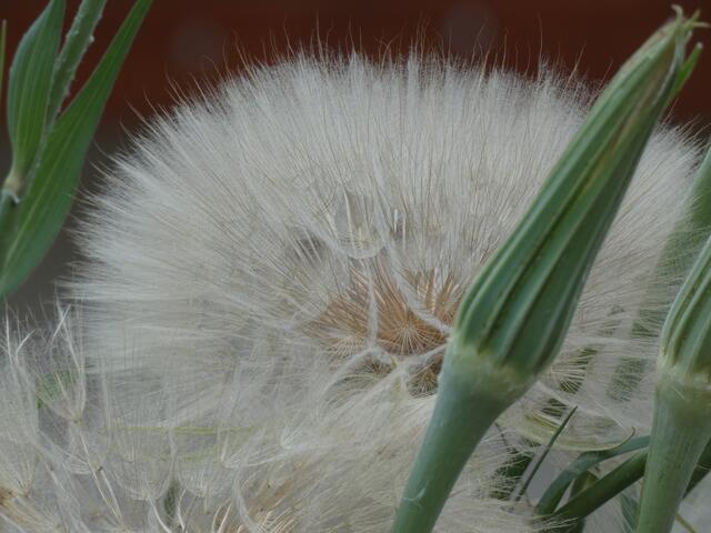 So ein flauschiges Gebilde | Foto: sigischlottke