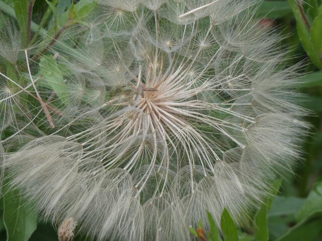 Hier kann man die Schirmchen nochmal sehr gut sehen | Foto: sigischlottke