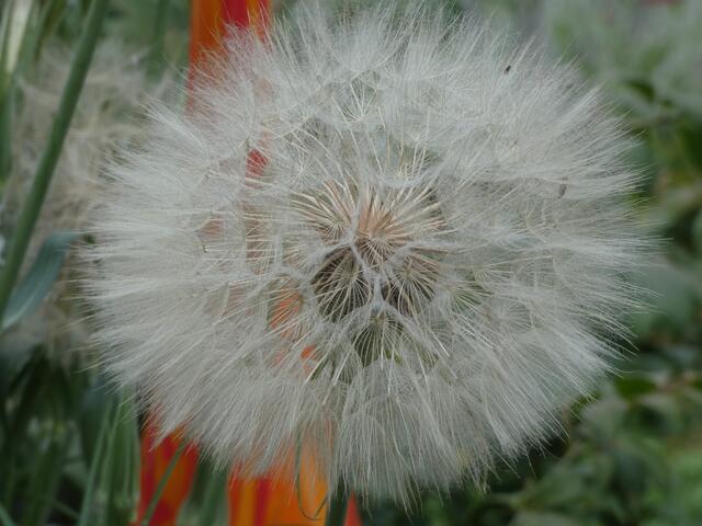 Wie ein kleines Kunstwerk | Foto: sigischlottke