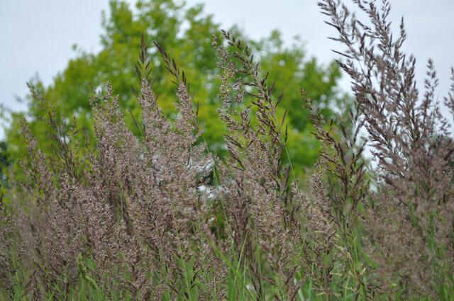 Gräserblüten. Ein schöner Farbkontrast zum restlichen Grün. | Foto: Daniela Somers