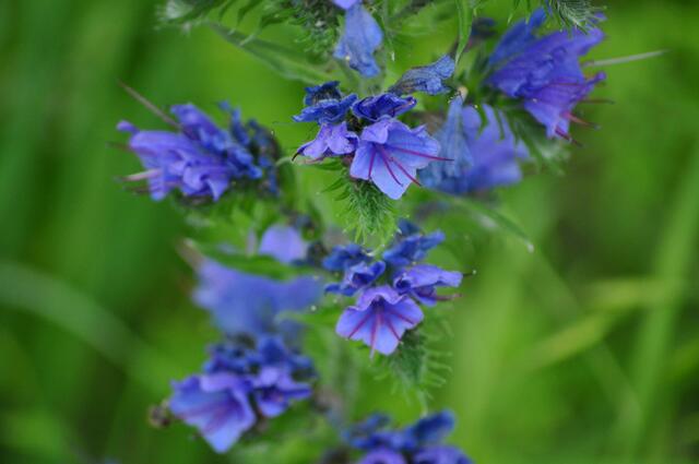 Auch der Natternkopf darf hier blühen. | Foto: Daniela Somers