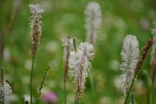 In den Wiesen blühen die Wegeriche. | Foto: Daniela Somers