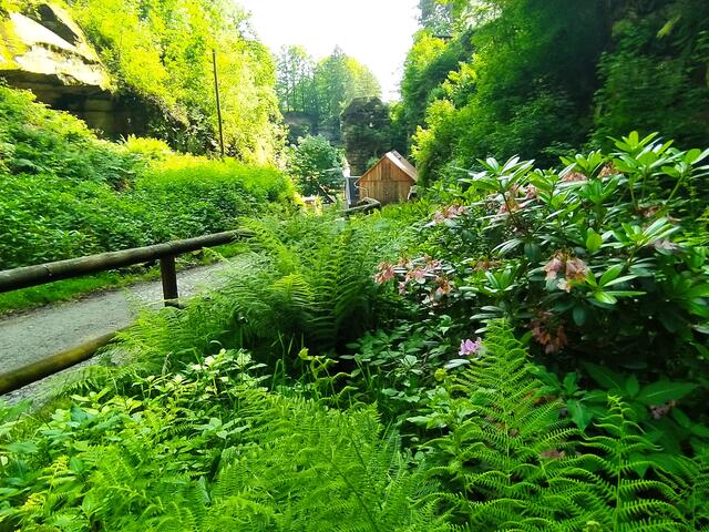 Überall üppig wachsende Pflanzen | Foto: sigischlottke