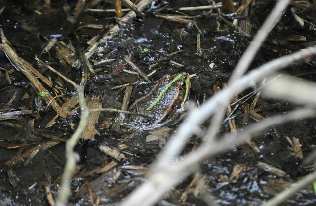 Frosch am Seeufer. Ihr Quaken hört man im halben Park. | Foto: Daniela Somers