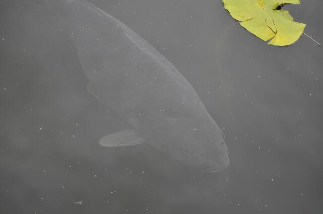 Nahrungsmangel herrscht bestimmt nicht im See. | Foto: Daniela Somers
