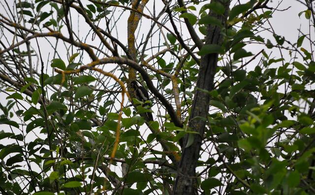 Endlich mal wieder einen Specht gesehen. Leider ziemlich weit weg. | Foto: Daniela Somers