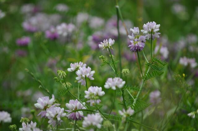 Bunte Kronwicken blühen im Park. | Foto: Daniela Somers