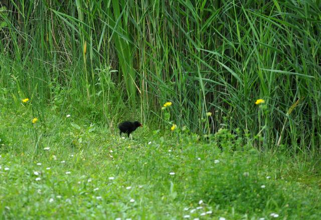 Ein junges Wasserhuhn. Besonders eilig hatte es das Jungtier nicht um der Mutter zu folgen. | Foto: Daniela Somers