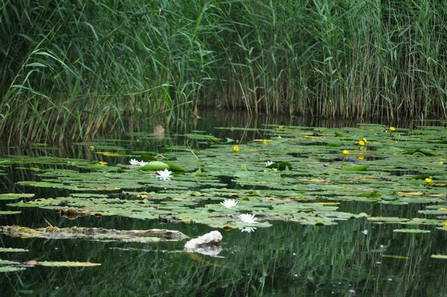 Mit den vielen Blüten ist der See momentan besonders schön. | Foto: Daniela Somers