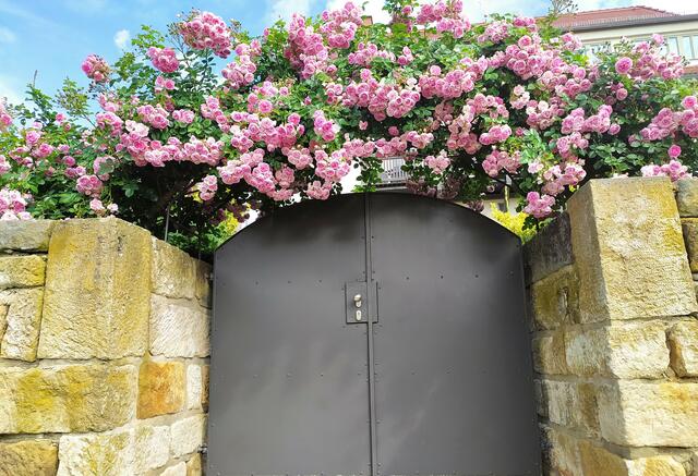 .... vorbei an manch hübsch berankten Toren | Foto: sigischlottke
