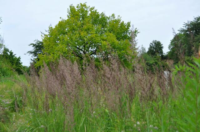Blick in den Park. Mit Sicherheit freuen sich ganz viele Insekten über soviele blühende Pflanzen. | Foto: Daniela Somers
