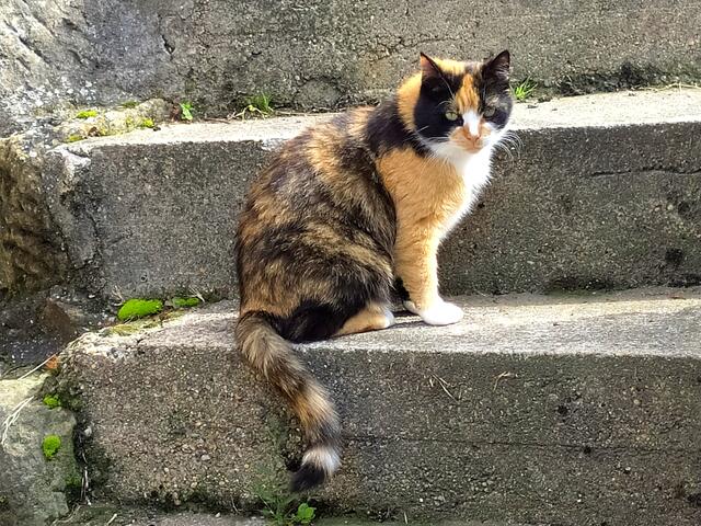 Die Glückskatze gibt uns ein Quäntchen Glück mit auf den Weg | Foto: sigischlottke