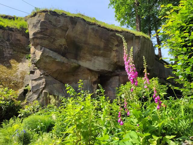Felsen und Fingerhut - eine schöne Verbindung | Foto: sigischlottke