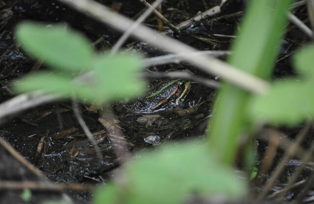Einige der Frösche sind davon gehopst. Dieser lies sich zum Glück fotografieren. | Foto: Daniela Somers