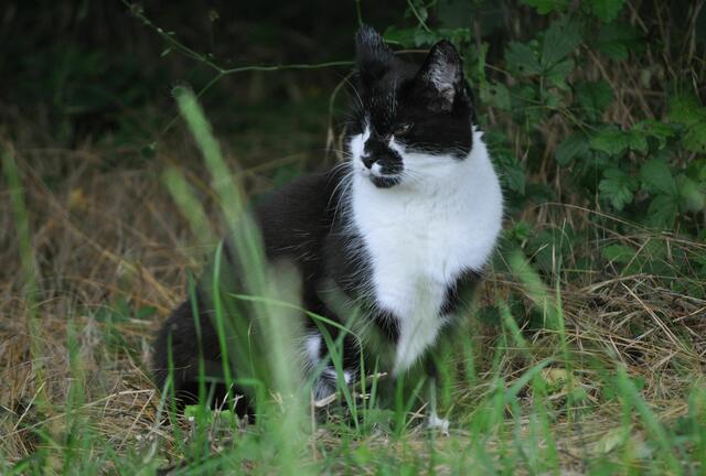 Auch diese Schönheit findet den Park klasse. | Foto: Daniela Somers