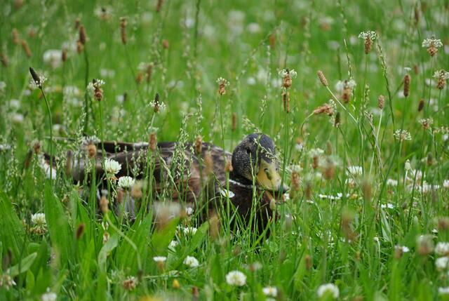 Auch die Enten lieben die blühende Wiese. | Foto: Daniela Somers