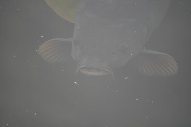 Fette Karpfen schwimmen im See. | Foto: Daniela Somers