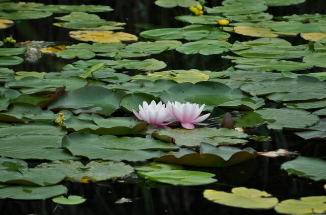 Seerosen in Rosa und Weiß blühen im See. | Foto: Daniela Somers