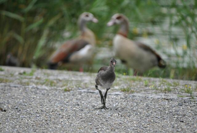 Sehr neugierig. Ich denke eine junge Teichralle. Aber die Elterntiere waren nicht zu sehen. | Foto: Daniela Somers