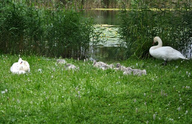 Einer passt natürlich immer auf. | Foto: Daniela Somers
