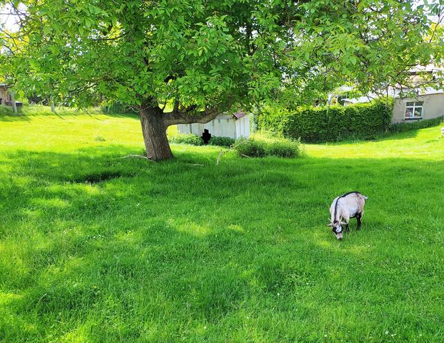 Die Ziege genießt ganz entspannt das grüne Gras | Foto: sigischlottke