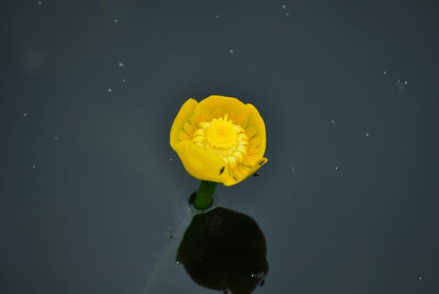 Teichrosenblüte | Foto: Daniela Somers