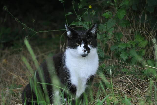 Da hat sich die Katze ein tolles Revier ausgesucht. | Foto: Daniela Somers